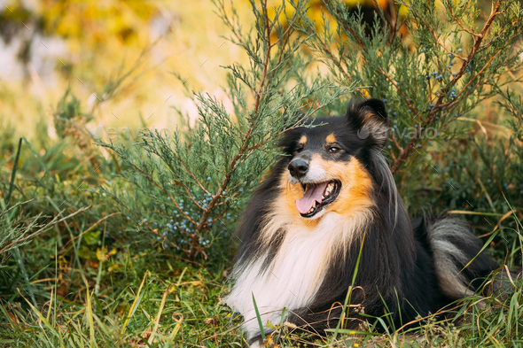 what is rough collie cost