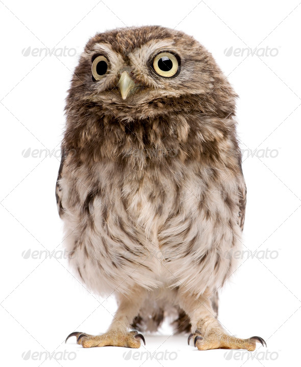 Little Owl, 50 days old, Athene noctua, standing in front of a white background - Stock Photo - Images