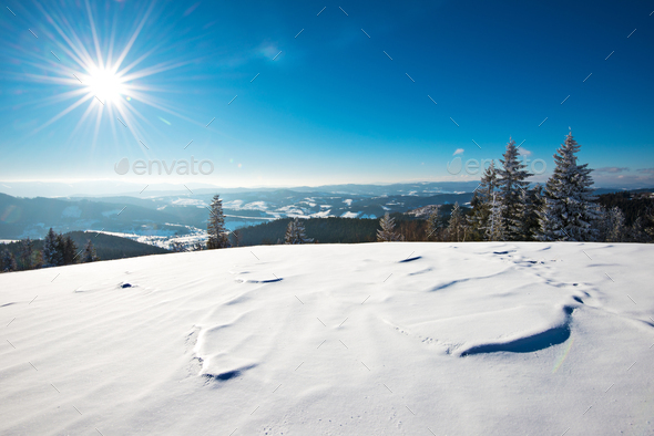 Fascinating sunny landscape of a winter forest - Stock Photo - Images