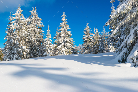 Sunny winter landscape of snowdrifts - Stock Photo - Images