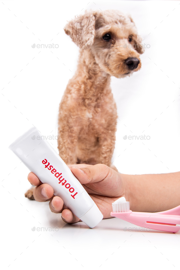 Hand holding toothbrush and toothpaste with pet dog in background