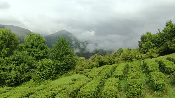 Tea Bushes Grow on the Mountainside. Organic Product. Cultivation and Harvest of Tea alt