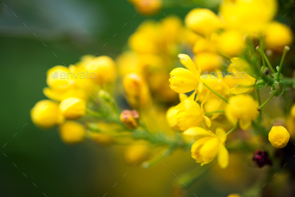 Greeting card with close up fresh aromatic Mahonia aquifolium flower against blurred background - Stock Photo - Images