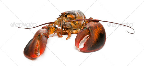 American lobster, Homarus americanus, in front of white background - Stock Photo - Images