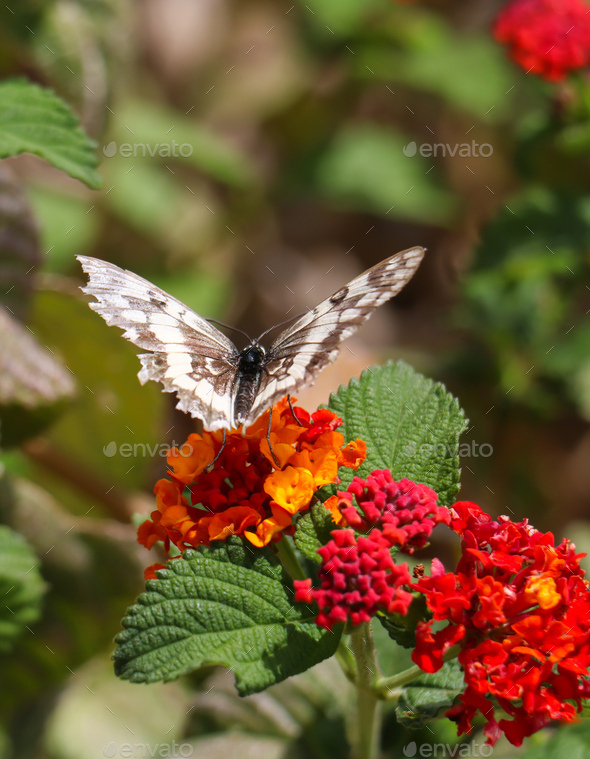 Butterfly melanargia galathea with white and brown color wings pollinating red and yellow flower. - Stock Photo - Images