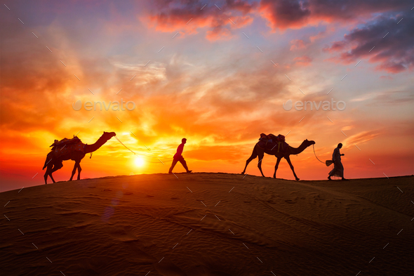 Indian cameleers camel driver with camel silhouettes in dunes on sunset. Jaisalmer, Rajasthan, India - Stock Photo - Images