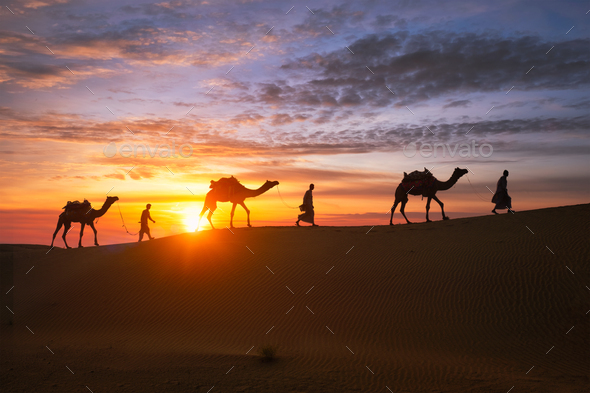 Indian cameleers camel driver with camel silhouettes in dunes on sunset. Jaisalmer, Rajasthan, India - Stock Photo - Images