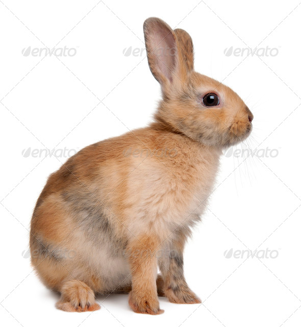 Portrait of a European Rabbit, Oryctolagus cuniculus, sitting in front of white background - Stock Photo - Images