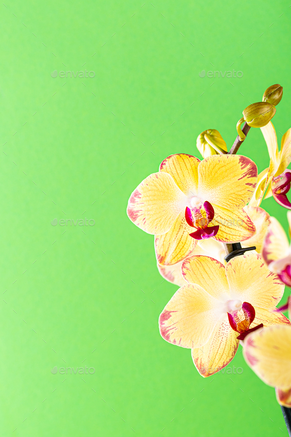 Orchid flower yellow bloom - Stock Photo - Images