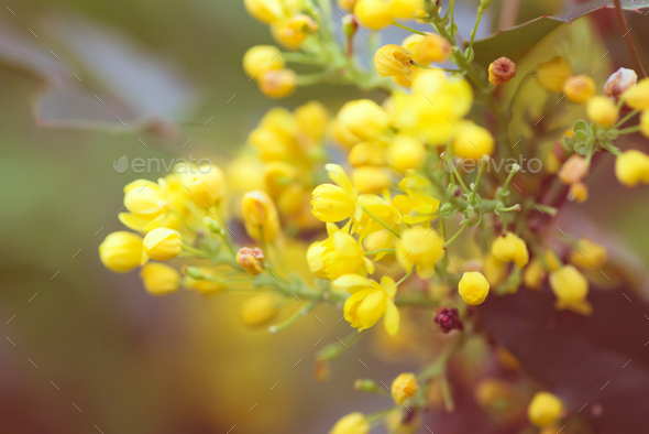 Greeting card with close up fresh aromatic Mahonia aquifolium flower against blurred background - Stock Photo - Images