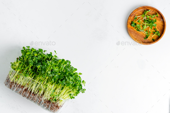 Fresh home grown organic microgreen in a transparent box on a light grey concrete background - Stock Photo - Images