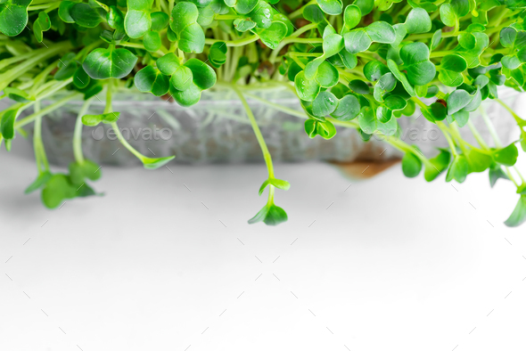 Growing organic microgreen in a transparent box on a light grey marble background. Top view - Stock Photo - Images