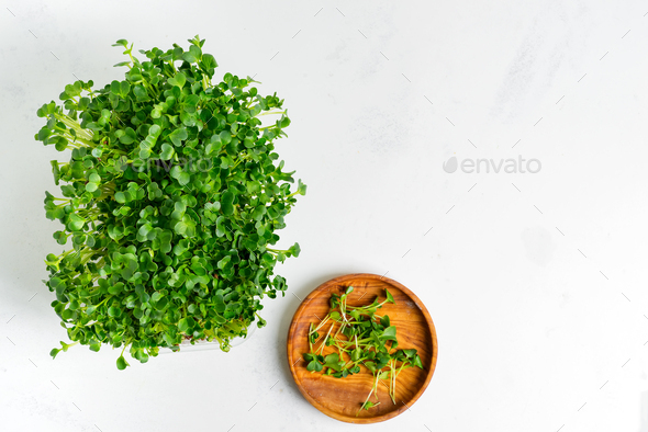Fresh home grown organic microgreen in a transparent box on a light grey concrete background - Stock Photo - Images