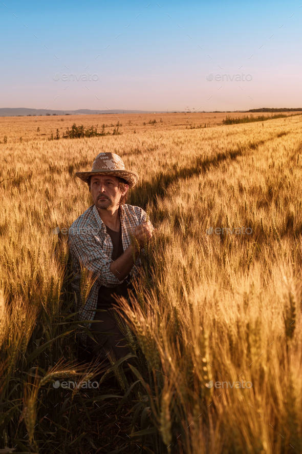 Agronomist farmer is inspecting ripening ears of wheat in field - Stock Photo - Images