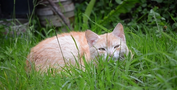 Yellow Cat Resting