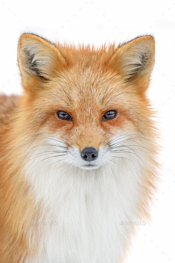 Portrait Red Fox, Vulpes vulpes, beautiful animal on white background Stock  Photo by byrdyak