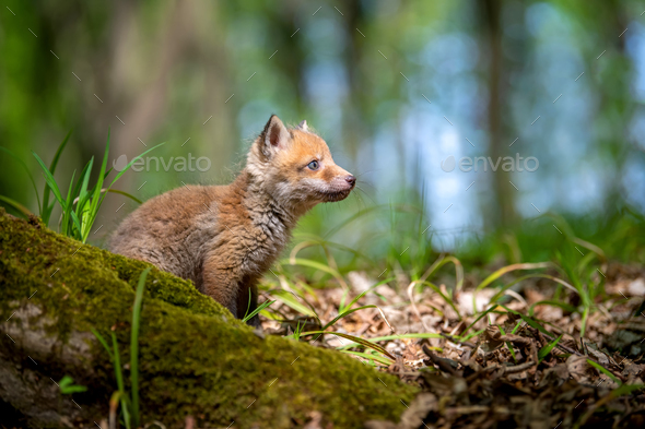 Red fox, vulpes vulpes, small young cub in forest - Stock Photo - Images