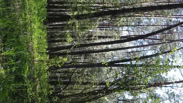Vertical Video of Green Forest During the Day alt
