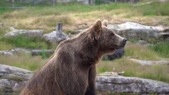Curious brown bear rising head and looking around for prey - Nature and rubber tire in background - alt