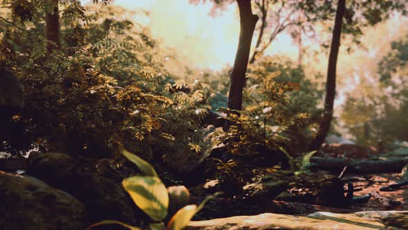 Fog in the Mysterious Rainforest alt