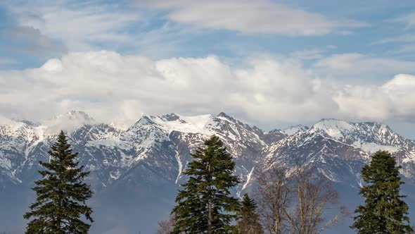 A panoramic view of the top of the fir trees in front of the high mountains covered with snow.