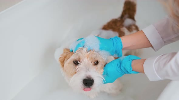 A girl in blue gloves washes a Jack Russell Terrier dog in a white tub of water. Grooming procedure alt