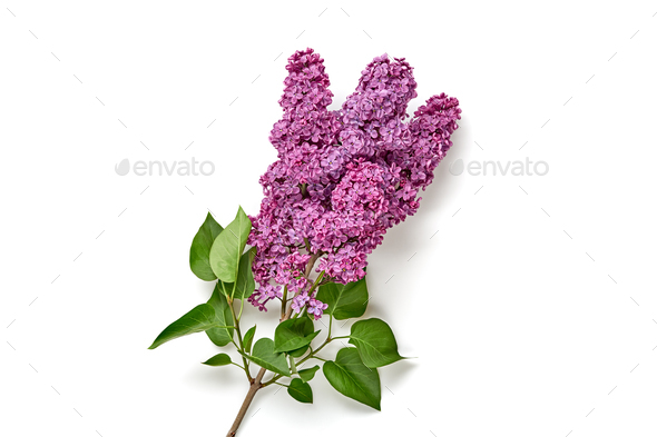 Lilac - Stock Photo - Images
