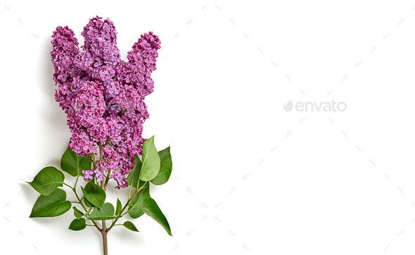 Lilac - Stock Photo - Images
