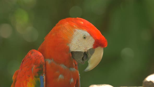 Close up view of a parrot 