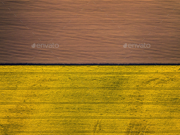 Drone view above yellow colza rape fields, agriculture concept from drone perspective - Stock Photo - Images