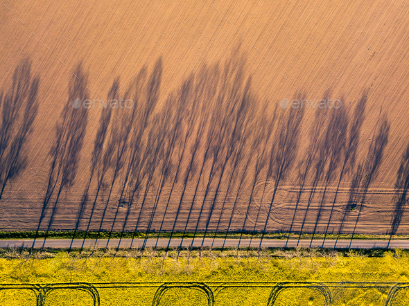 Farming. Shadow of trees. Aerial photography.
