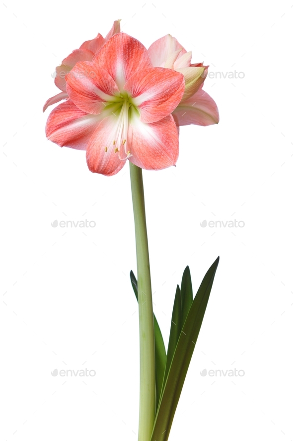 Close-up of a beautiful blossoming pink flower - Stock Photo - Images