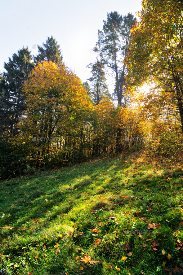 Sunny beautiful autumn landscape of yellow leaves - Stock Photo - Images