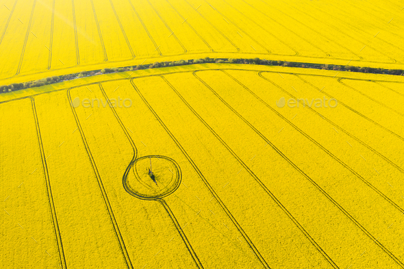 Aerial drone top view of yellow blooming field - Stock Photo - Images