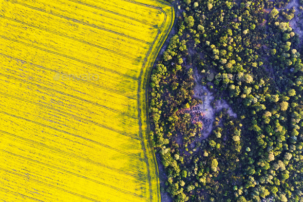Aerial drone top view of yellow blooming field - Stock Photo - Images