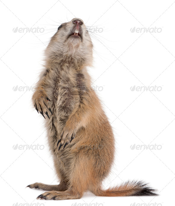 Black-tailed prairie dog, Cynomys ludovicianus, standing on hind legs in front of white background - Stock Photo - Images