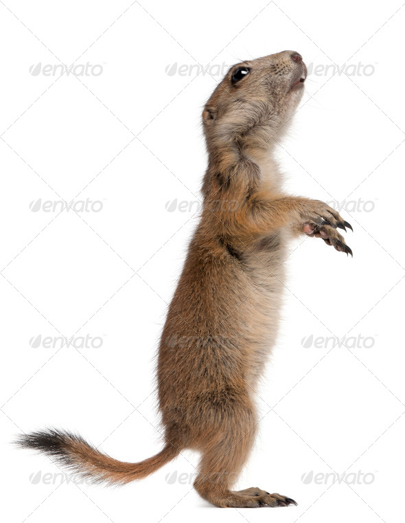Black-tailed prairie dog, Cynomys ludovicianus, standing on hind legs in front of white background - Stock Photo - Images