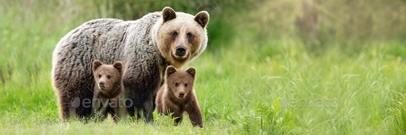Brown bear mother with two cubs on green meadow with copy space - Stock Photo - Images