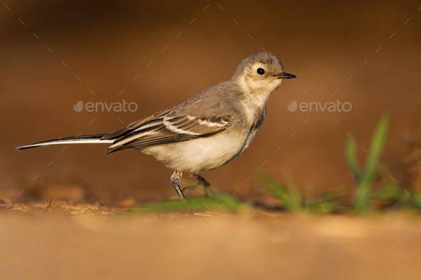 Juvenile white wagtail walking on sand of riverbank in summer at sunset - Stock Photo - Images