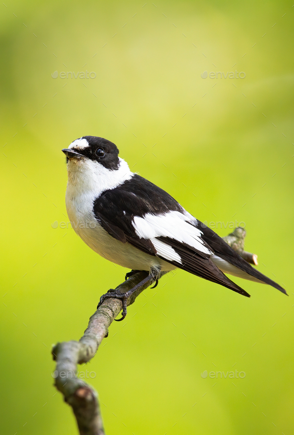 Scared black and white european pied flycatcher sitting on the thin twig