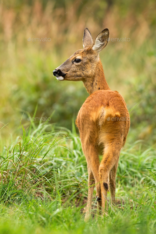 Attentive roe deer standing on glade from back view in green nature - Stock Photo - Images