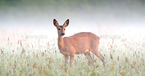 Surprised roe deer doe staring on meadow in foggy spring nature - Stock Photo - Images