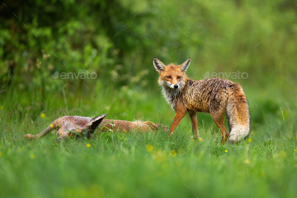 Wild red fox standing by dead roe deer doe and looking back over shoulder - Stock Photo - Images