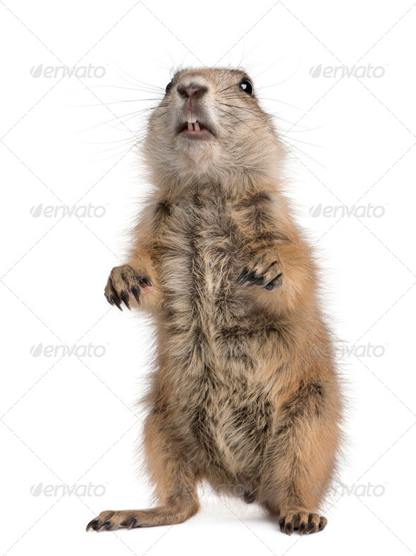 Black-tailed prairie dog, Cynomys ludovicianus, standing on hind legs in front of white background - Stock Photo - Images