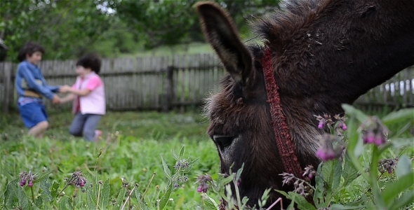 Kids Playing & Donkey