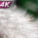 Big Glade Of Mature Dandelions - VideoHive Item for Sale
