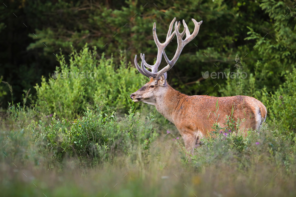 Red deer stag with growing antlers wrapped in velvet on a glade with bushes - Stock Photo - Images