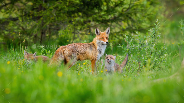 Little red fox cubs playing around their protective mother on green meadow - Stock Photo - Images