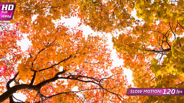 Whirling Under The Autumn Trees alt