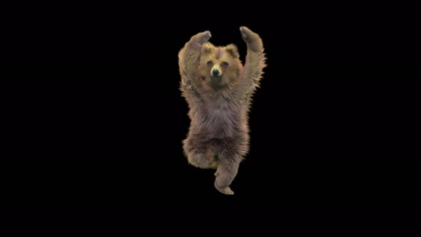 148 Bear Dancing 4K alt